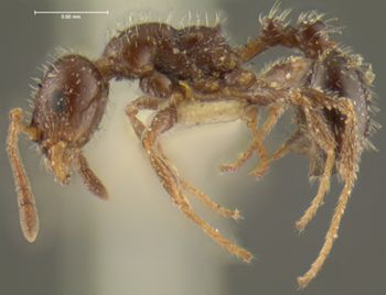 Media type: image;   Entomology 21047 Aspect: habitus lateral view